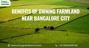  Farmland Near Bangalore 
