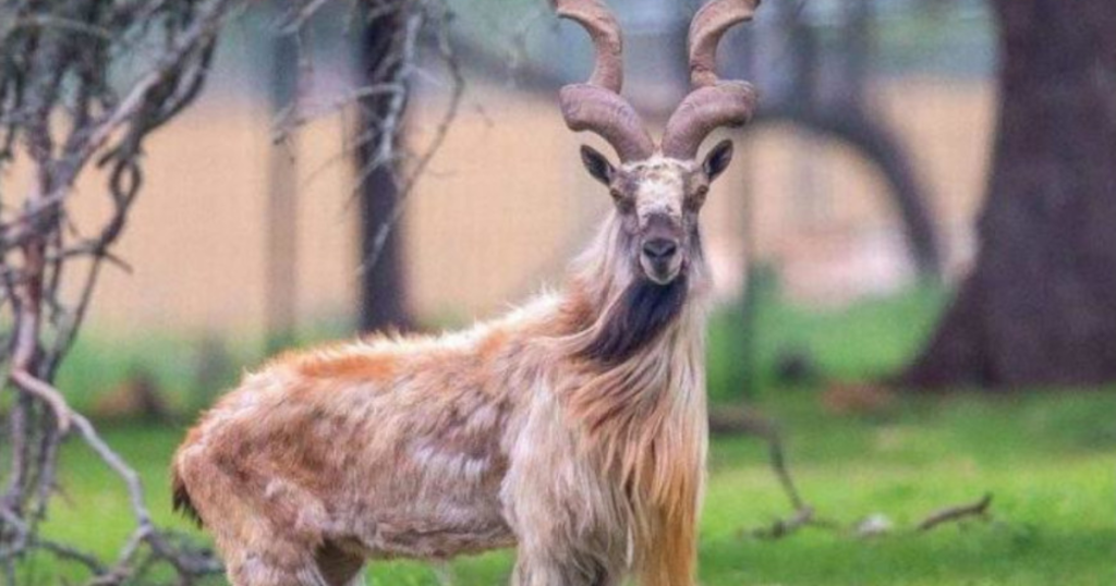 UN General Assembly Proclaims May 24th International Day of the Markhor