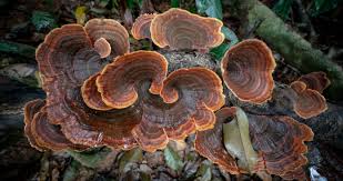 turkey tail mushroom benefits