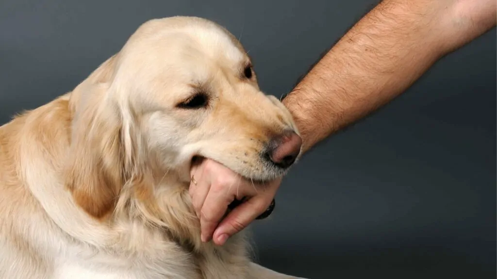 Employee dog bite prevention