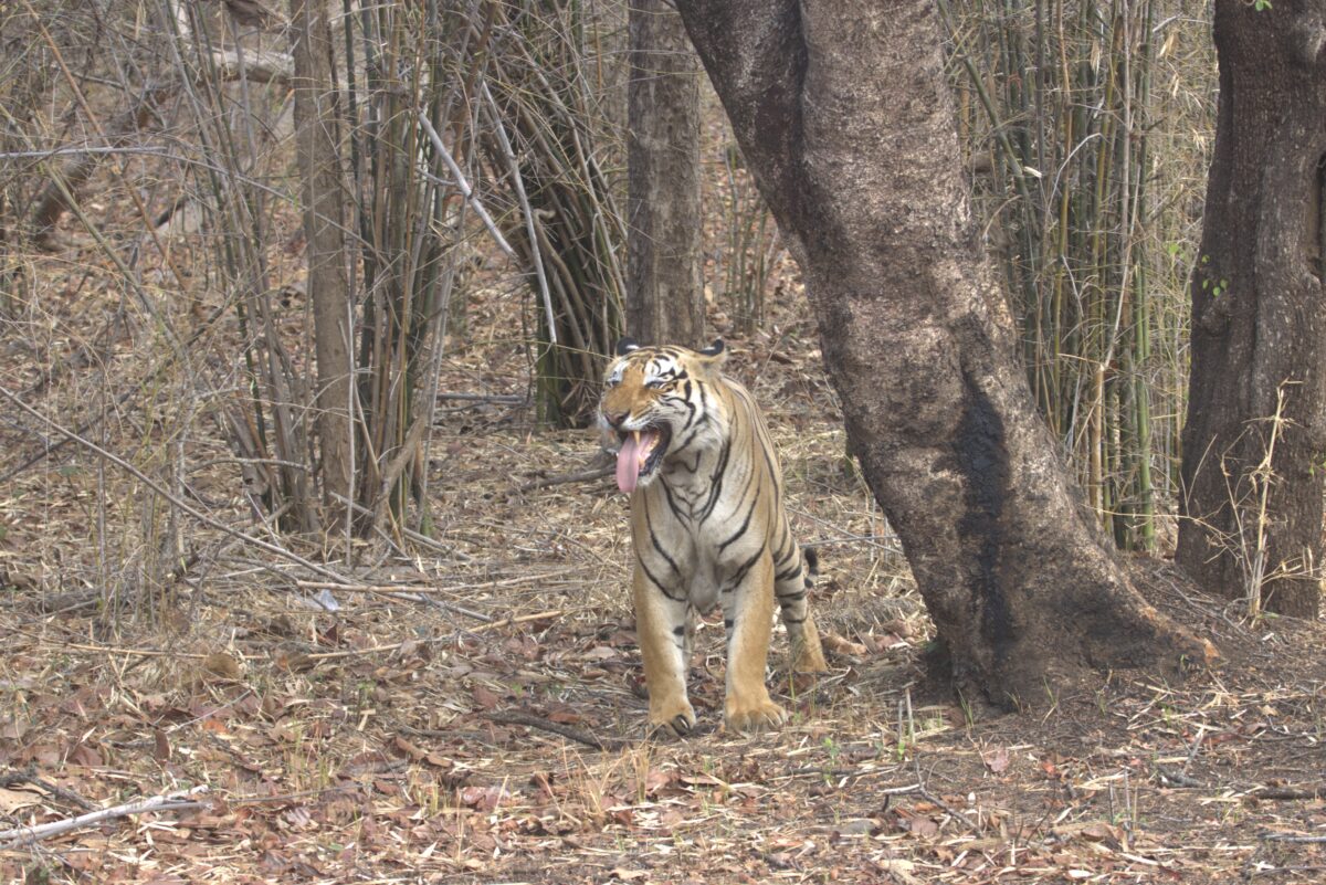 Tiger Safari In Bandhavgarh