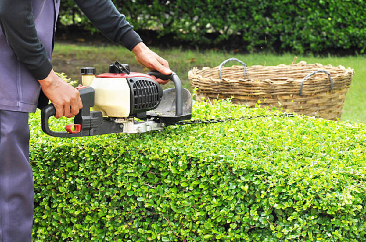 Shrub trimming