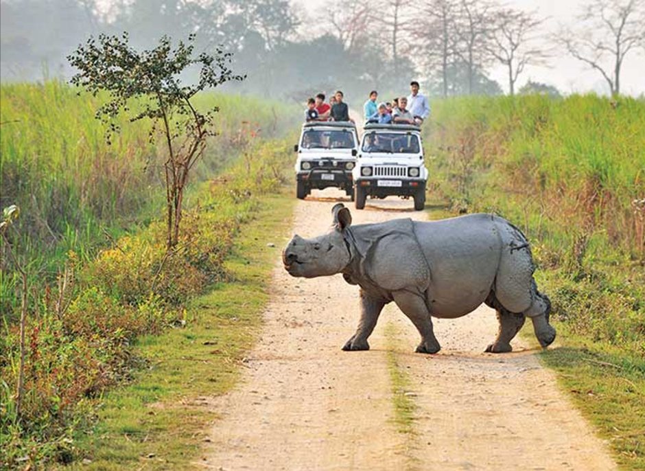 Kaziranga National Park Assam