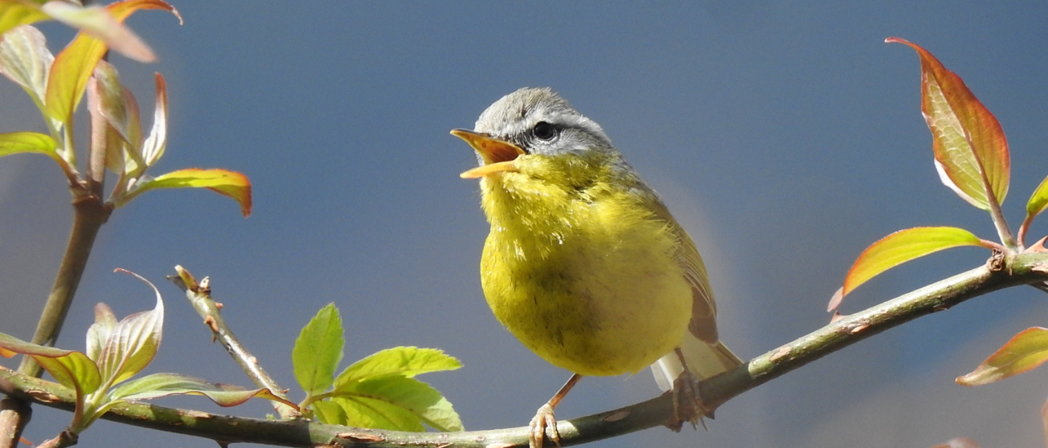 Birding In Chopta| Bird Photography In Uttarakghand