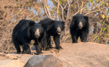 Panna Wildlife Photography Tour | Panna National Park Safari Booking