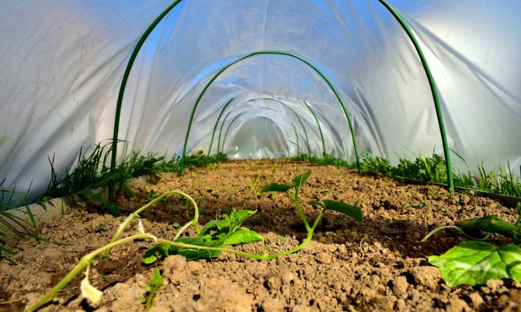 Greenhouse Film Market Size, Share, Growth, Forecast: 2024-2032