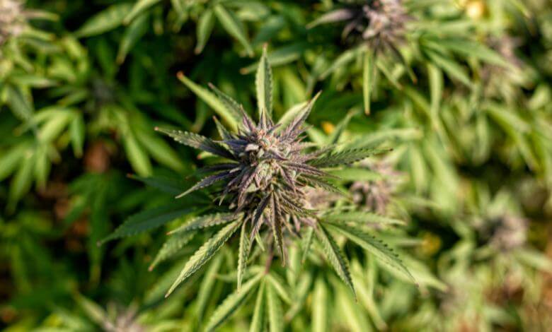 Understanding How THCA Flower is Made: From Cultivation to Final Product