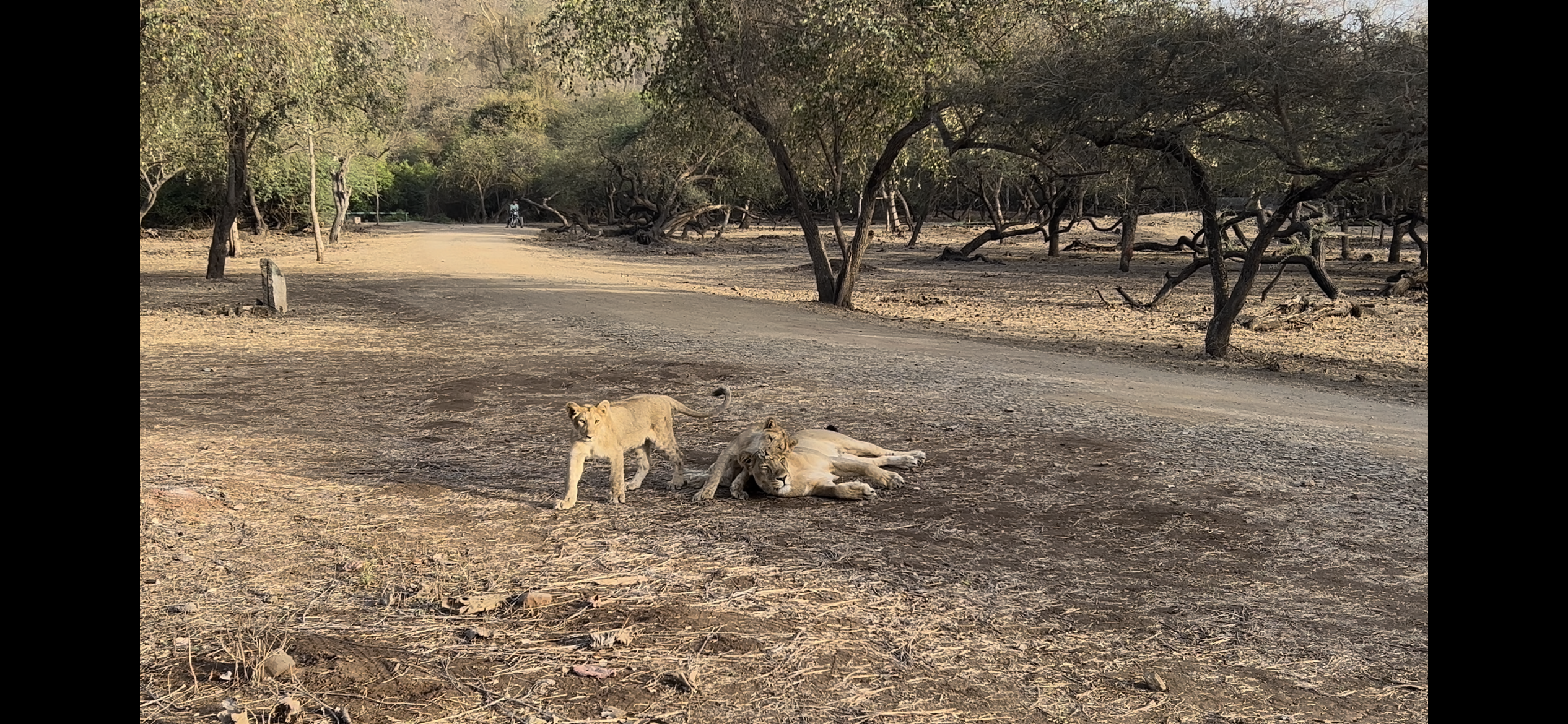 Cultural Tours In Sasan Gir Gujarat