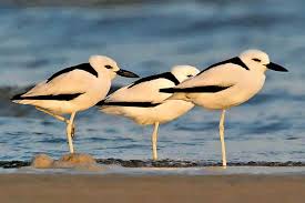 Gujarat Tour Packages | Gujarat Birding Tours