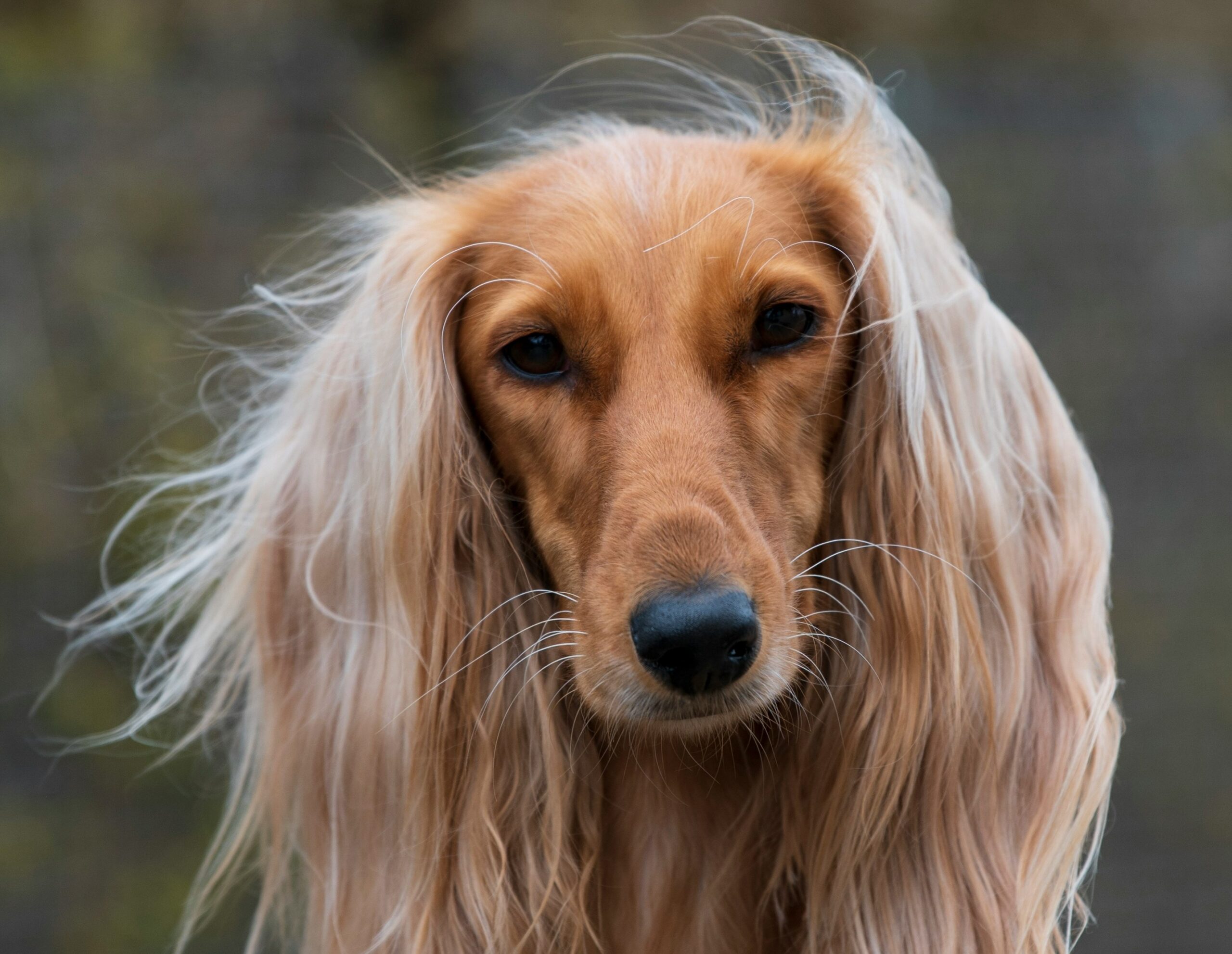 Afghan Hound