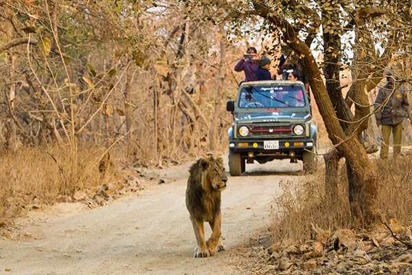 Jungle Trekking In Sasan Gujarat