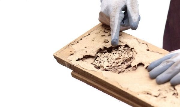 Termite Damage Repair A Comprehensive Guide