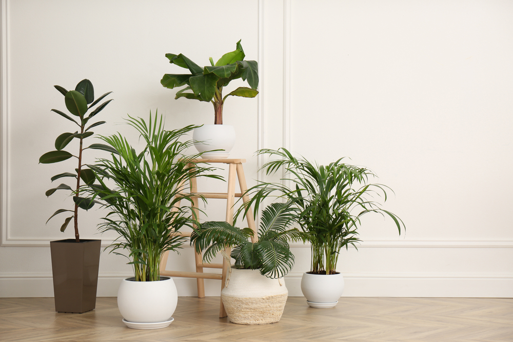 best indoor plants in Dubai, outdoor plants in Dubai