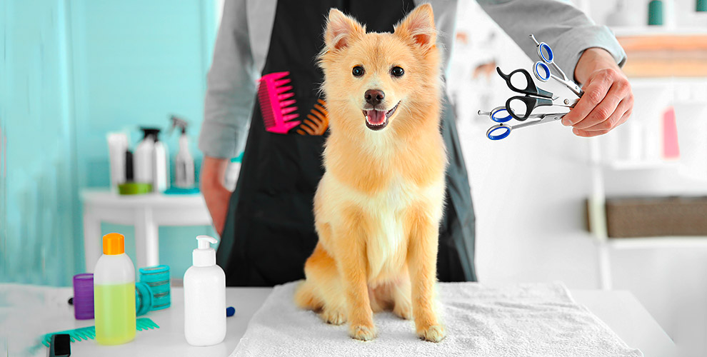 professional pet grooming services