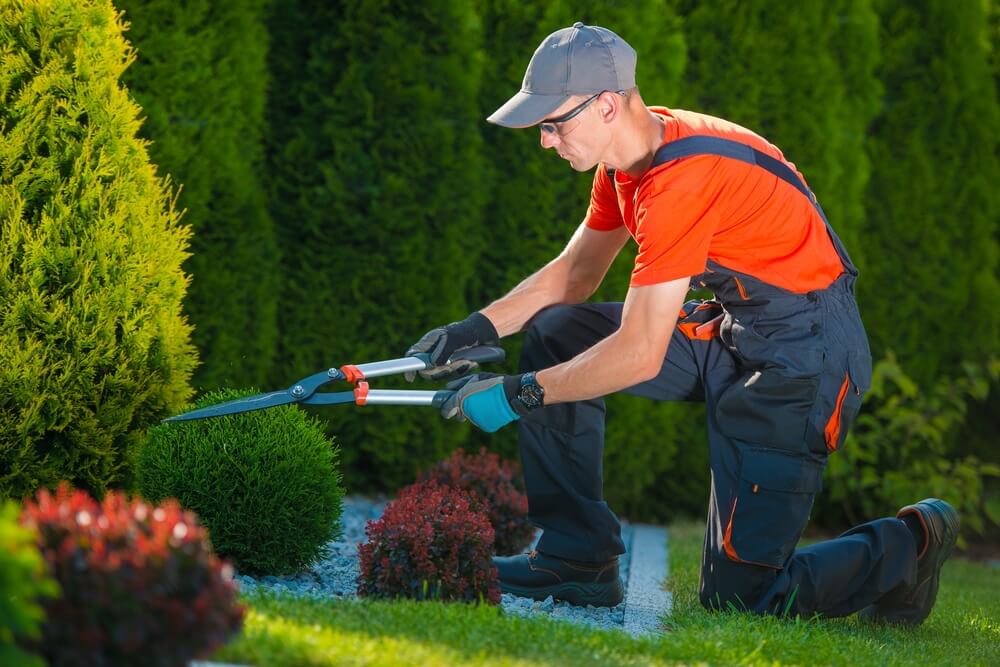 What Full-Service Design and Maintenance Options Are Available for Any Yard?