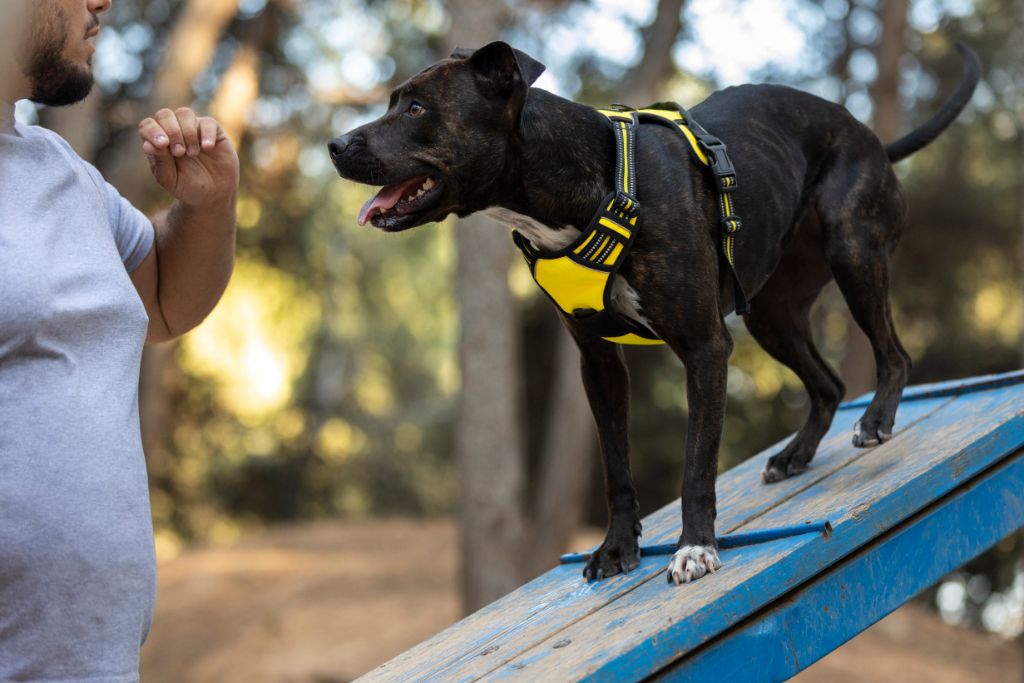 Package Carrier Dog Bite Prevention