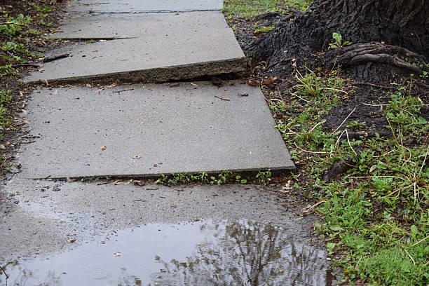 Sidewalk disheveled and damaged by tree roots