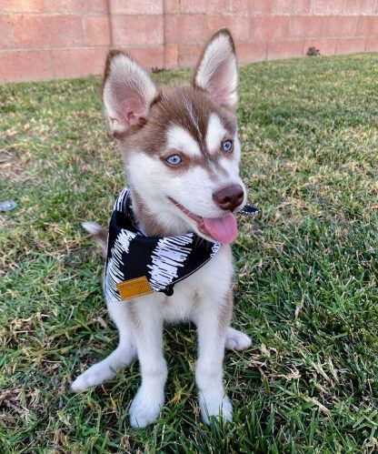 Discover the Adorable Klee Kai Puppies at Kathrine Pet Shop!