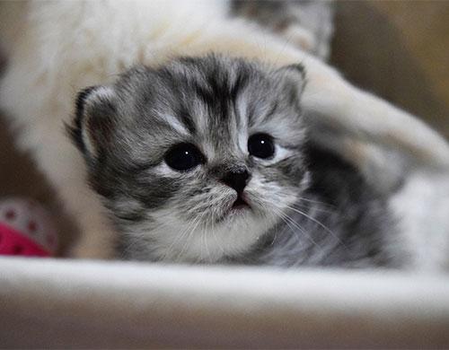 Scottish fold munchkin cat for sale