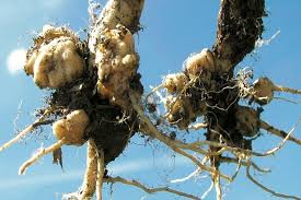 Clubroot Prevention: Effective Strategies to Protect Your Crops