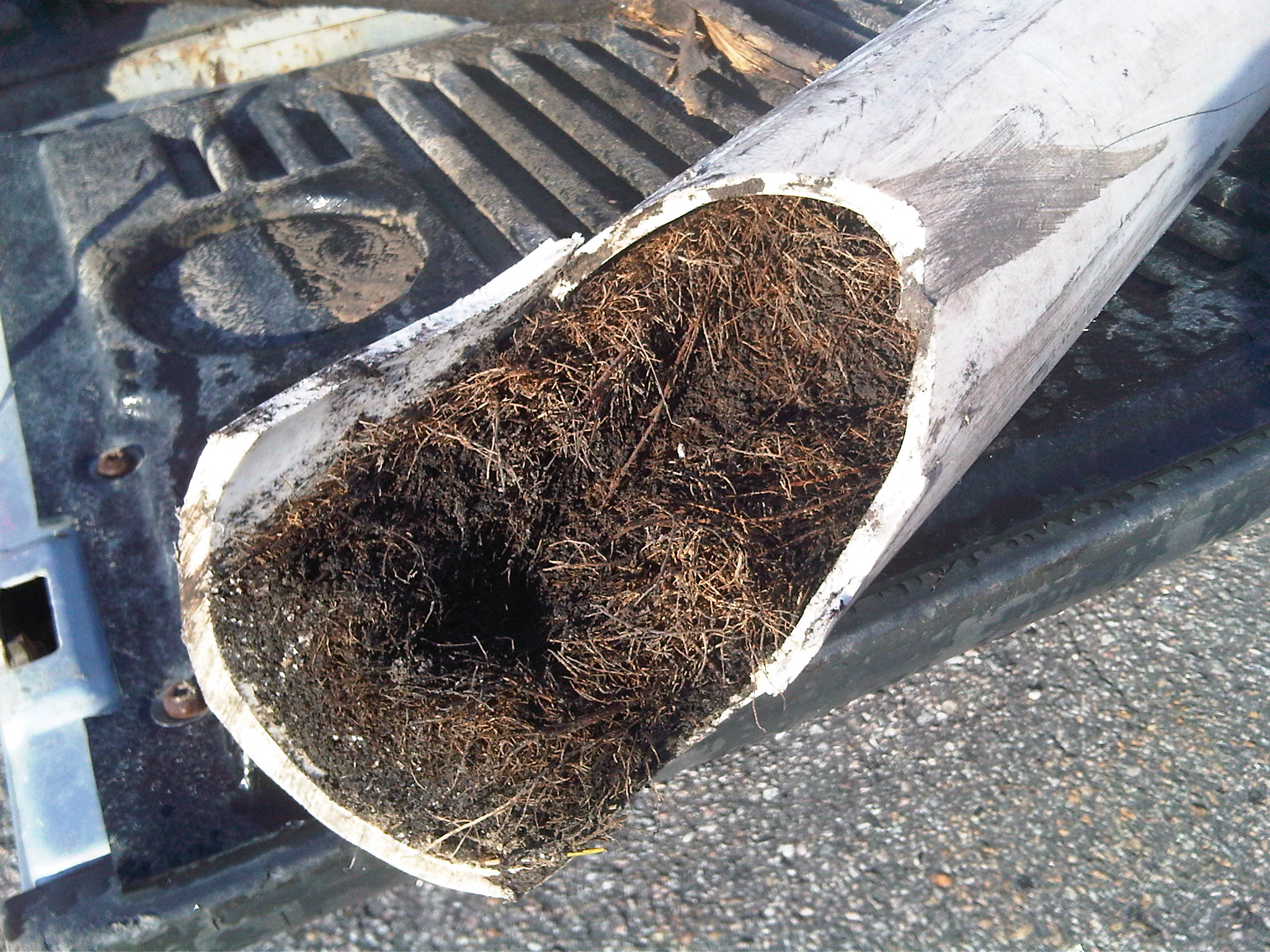 Understanding Tree Root Ingress in Romsey: What Every Homeowner Needs to Know