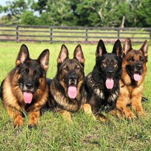 Florida German Shepherd Breeders | Quality Dogs for Every Home