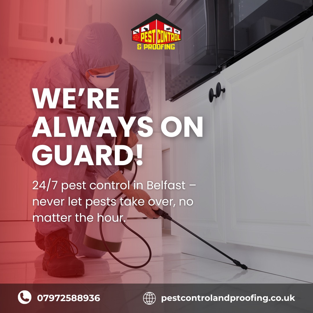 pest control belfast cost