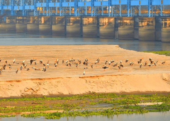 A Day Trip to Haiderpur Wetlands: Nature’s Hidden Gem