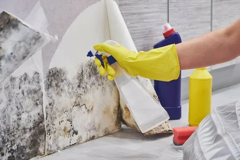 Emergency Mould Remediation Sydney: Essential Guide