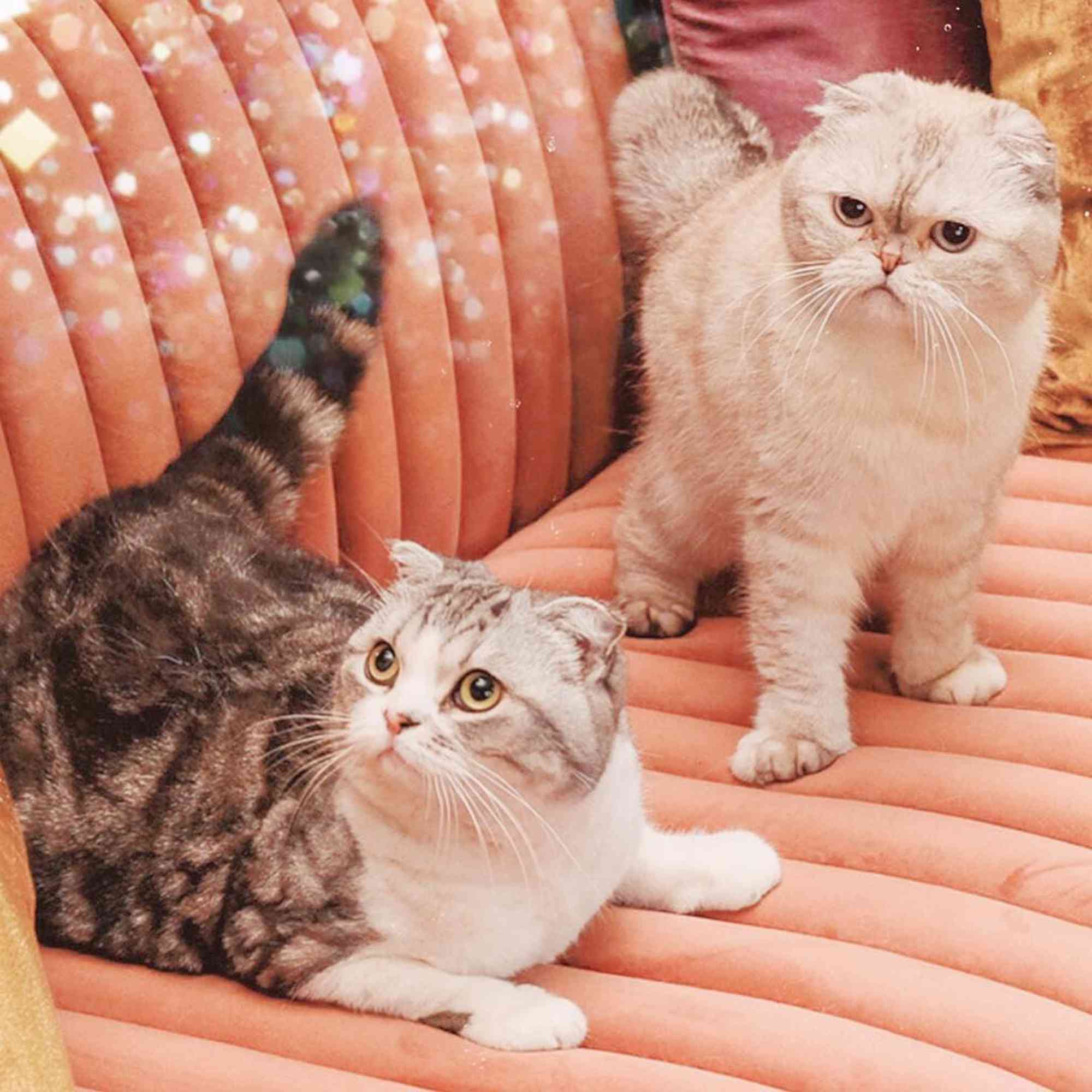 “From Paris Hilton to Taylor Swift: The Celebrity Pets Who Are Always in the Spotlight”