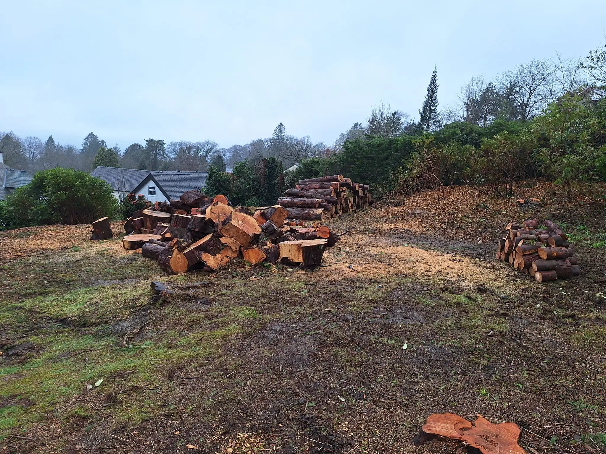 Tree Surgeon Lake District