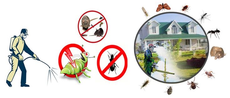 Pest Control Services in Lahore