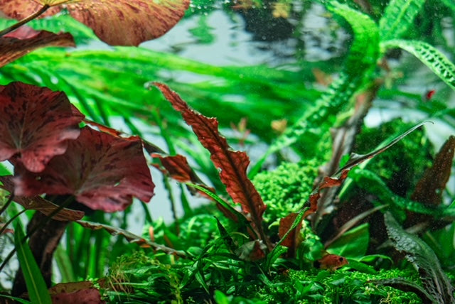 Top Quality Aquarium Plants Available Online in Canada