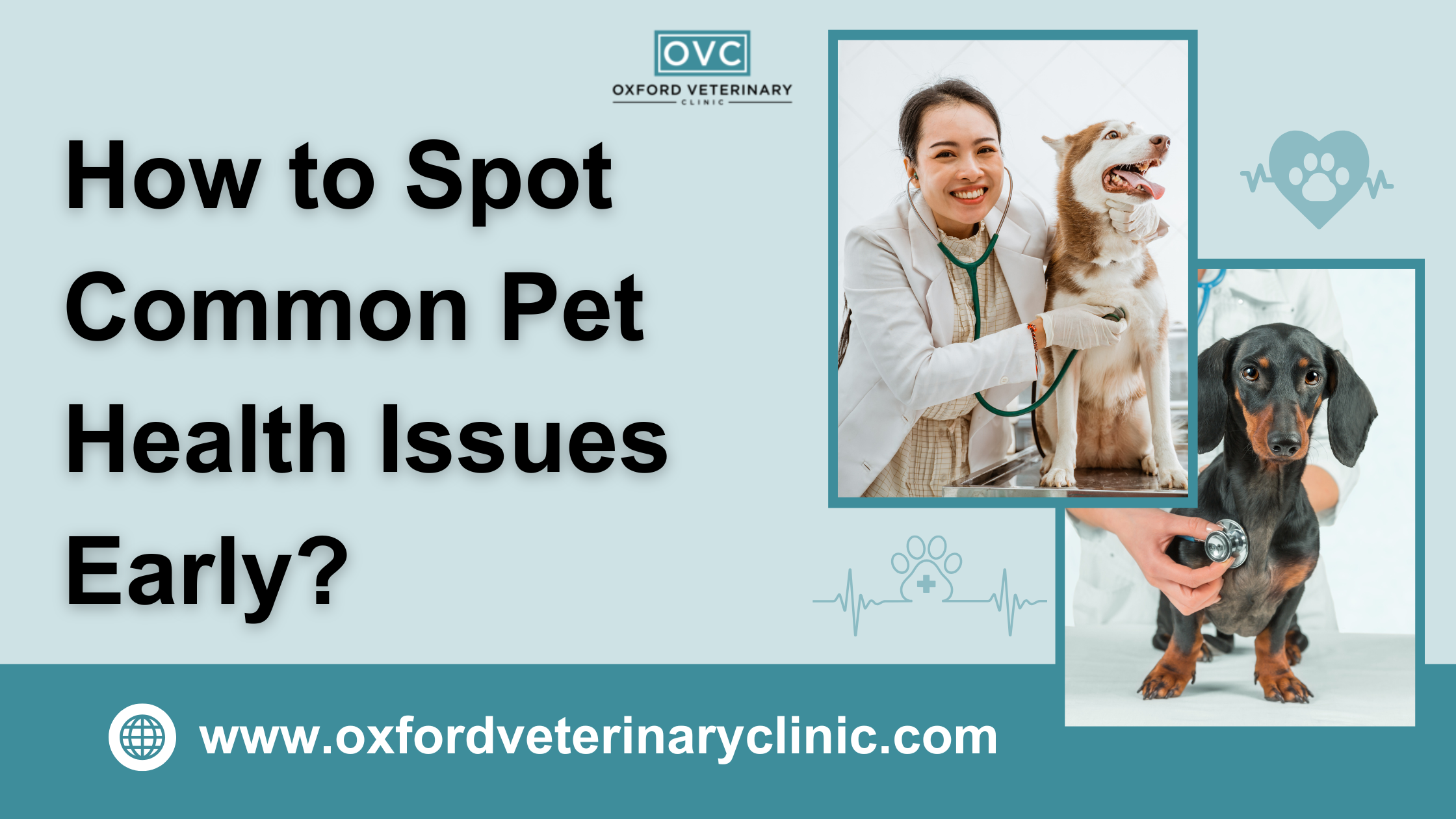 How to Spot Common Pet Health Issues Early?