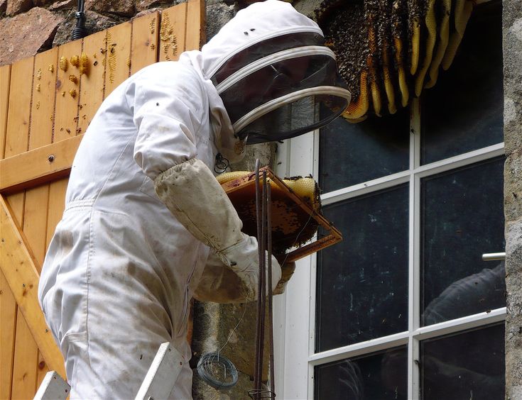Safe & Reliable Bee Nest Removal in Mississauga