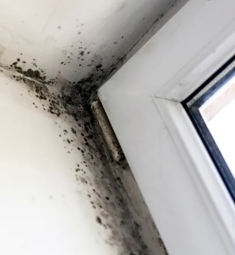 Mold Testing Pasadena