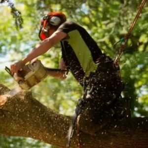 tree services