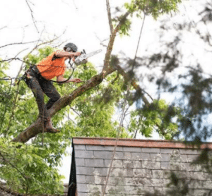 tree service