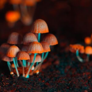 golden teacher spores
