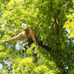 tree service