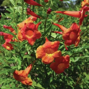 https://dogargardens.com/product/tecoma-orange-dwarf-plants/