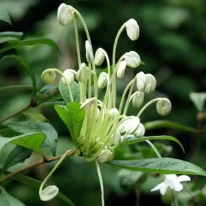 https://dogargardens.com/product/clerodendrum-incisum-musical-notes-plant/
