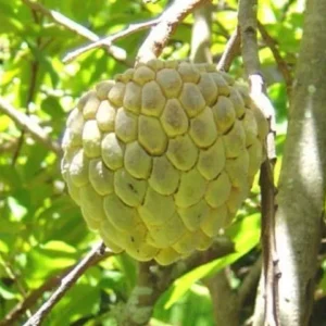https://dogargardens.com/product/custard-apple-trees/