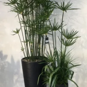 https://dogargardens.com/product/umbrella-palm-plants/