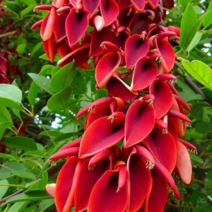 https://dogargardens.com/product/crista-galli-tree-cassia-cristata/