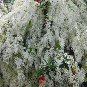 https://dogargardens.com/product/queens-hospital-white-shower-tree/