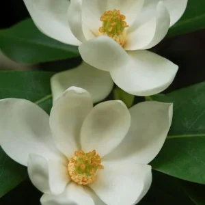 https://dogargardens.com/product/coco-magnolia-tree/