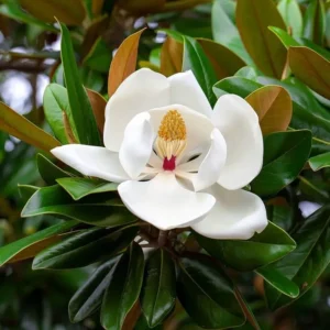 https://dogargardens.com/product/magnolia-grandiflora-southern-magnolia-plants/