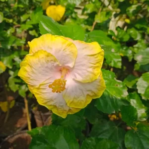 https://dogargardens.com/product/grafted-habiscus-plant/