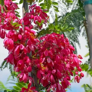 https://dogargardens.com/product/cassia-red-cassia-roxburghii/